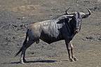 Hluhluwe019