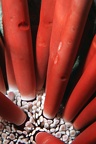 Oursin crayon