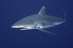Requin soyeux