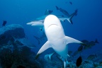 Shark feeding - gros plan