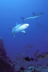Shark feeding - requin gris