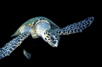 Tortue