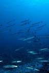Barracudas Micro2008-PL-Palau-Blue Corner011 DxO RAW