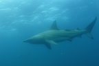 Afrique du Sud - Tiger Sharks
