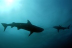 Tiger Sharks031 contre jour