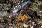 50 Lionfish et récif00