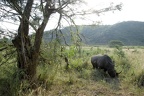Hluhluwe113
