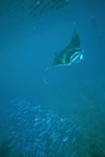 Manta Ray