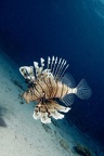 lionfish