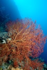Gorgone géante Micro2008-PL-Palau-Peleliu divesite013 DxO RAW